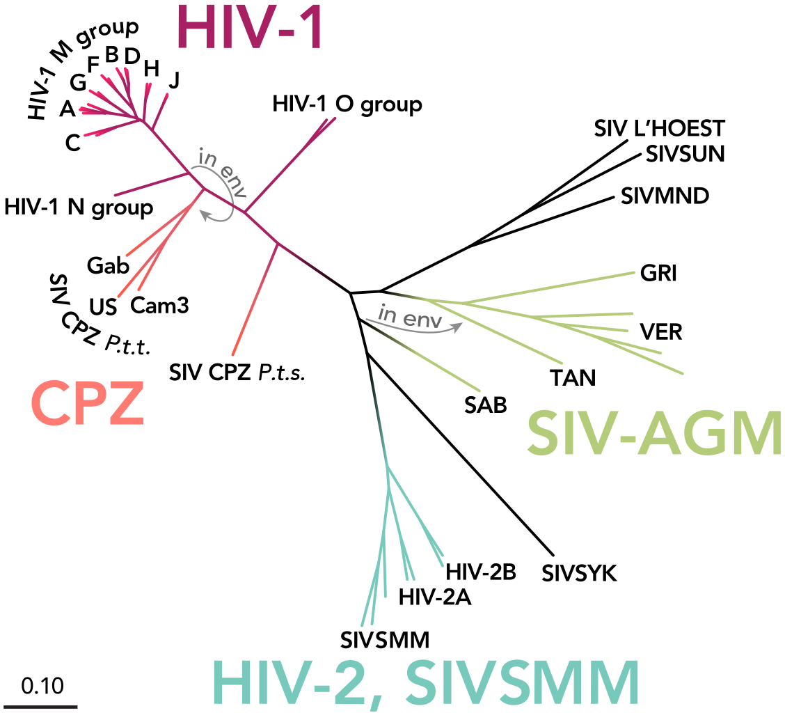 The phylogenetic tree of HIV and SIV (simian immunodeficiency virus), with types and groups labeled. Image credit: Thomas Splettstoesser (www.scistyle.com), https://commons.wikimedia.org/wiki/File:HIV-SIV-phylogenetic-tree.svg