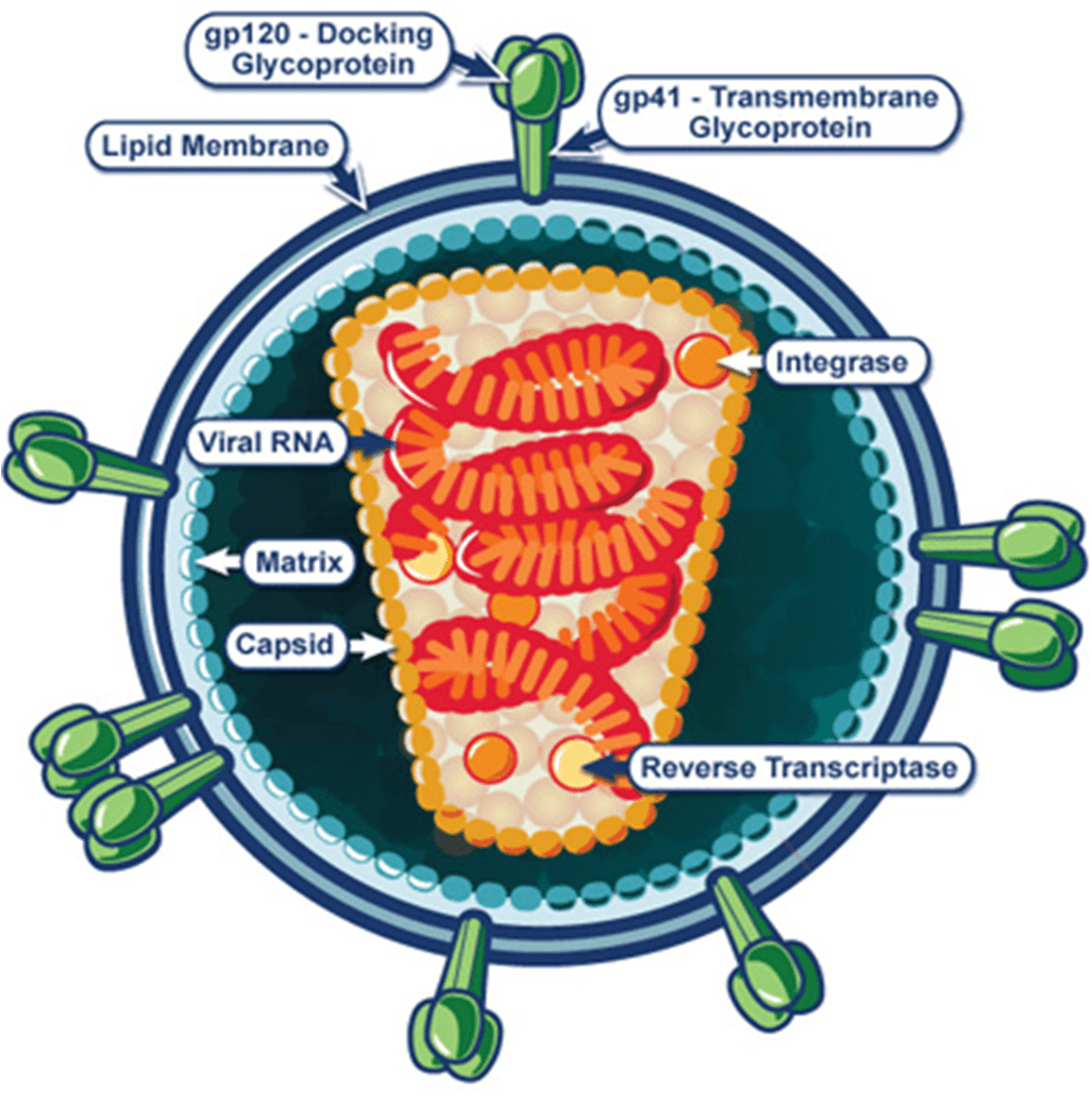 Illustration of the viral structure of HIV; image credit Microbe Online, "Structure of Human Immunodeficiency Virus (HIV)".