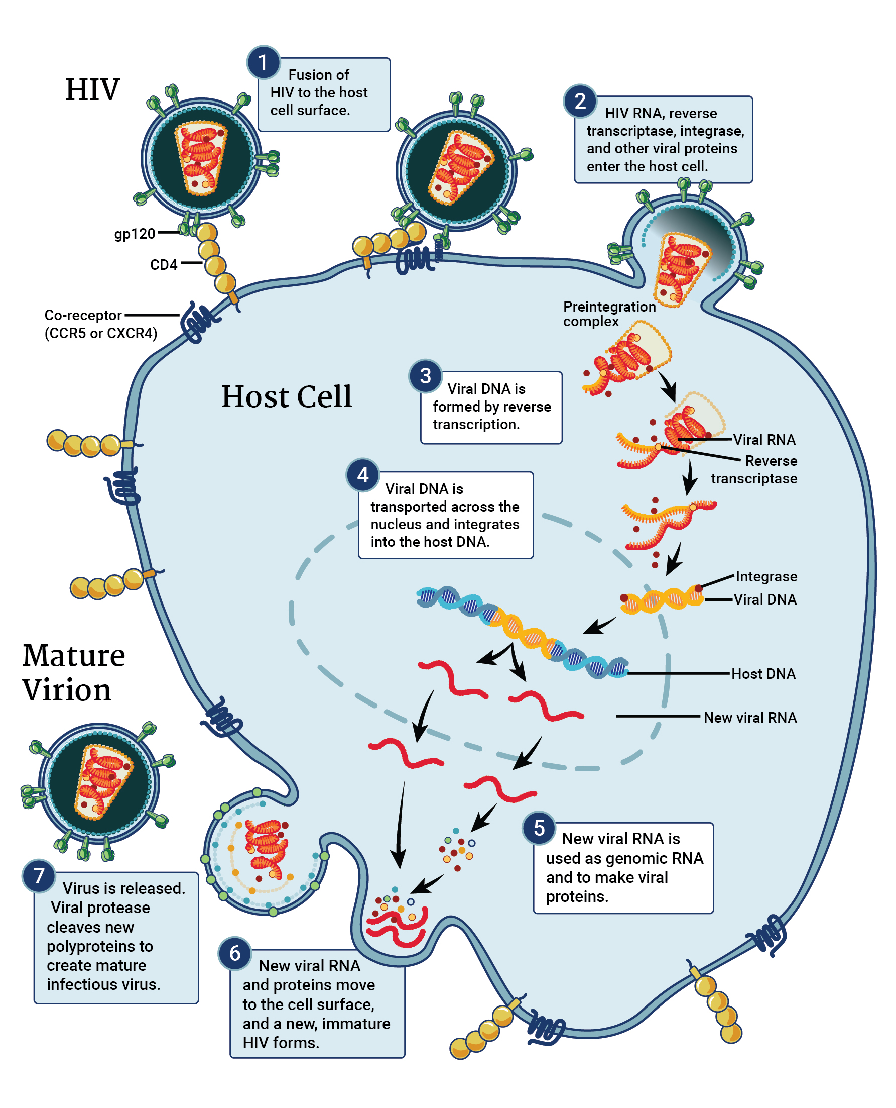 HIV replication cycle, adapted from NIAID and the NIH HIV/AIDS.