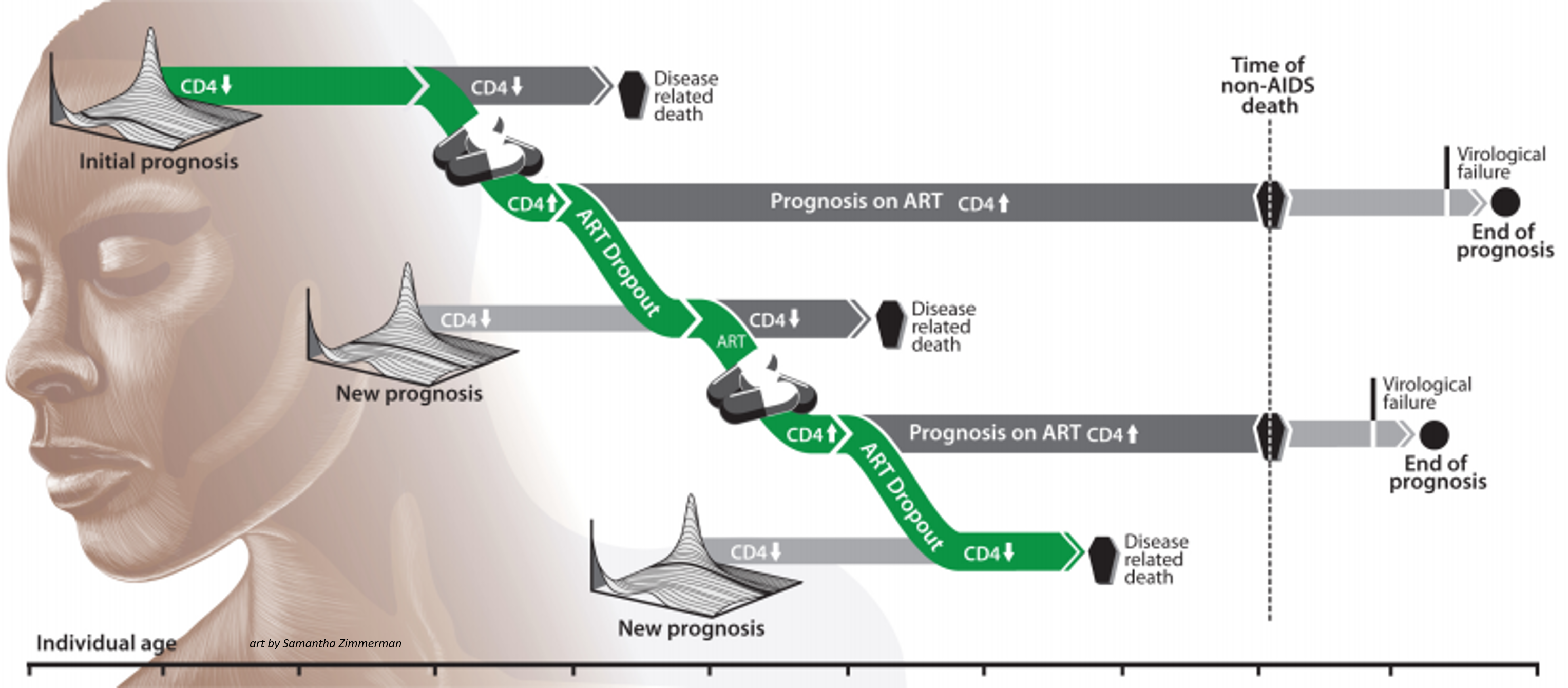 An example of CD4 counts and prognosis for a patient on and off ART. Art by Samantha Zimmerman.